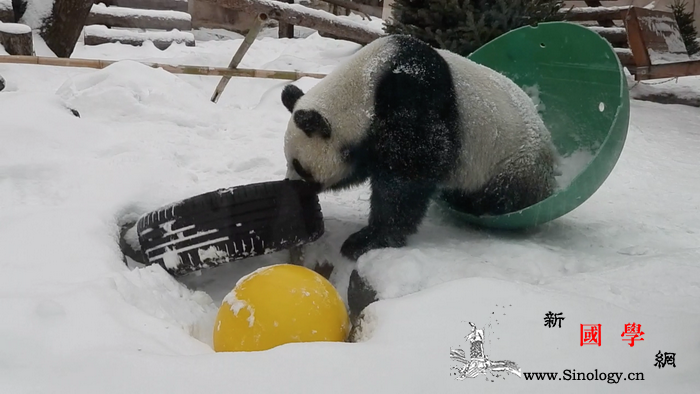 莫斯科动物园拍摄中国大熊猫在雪中玩耍_莫斯科-俄罗斯-克里姆林宫-动物园-
