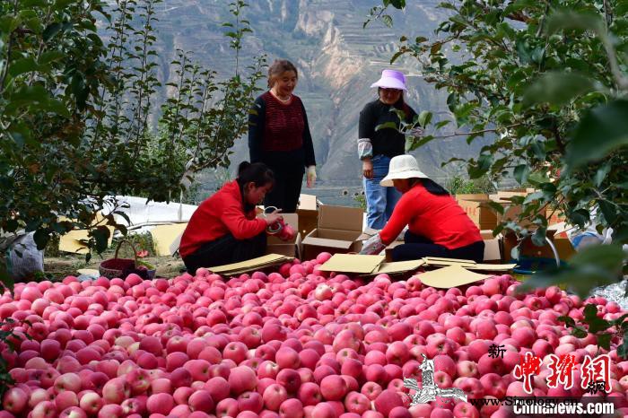 甘肃庄浪:“三牛”载荣誉犇新程_庄浪县-庄浪-脱贫-