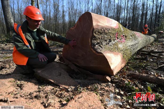 重建巴黎圣母院需千株百年橡树砍伐工作_砍伐-林地-巴黎-
