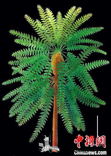 “植物庞贝城”最新发现助瓢叶目植物“_乌海-裸子植物-演化-