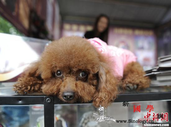 忠犬每天离家数公里到墓地看“老友”真_爱犬-墓地-萨拉-