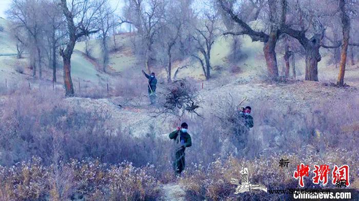 新疆天然胡杨林正值抚育期防病虫害护林_塔克拉玛干-修枝-护林员-