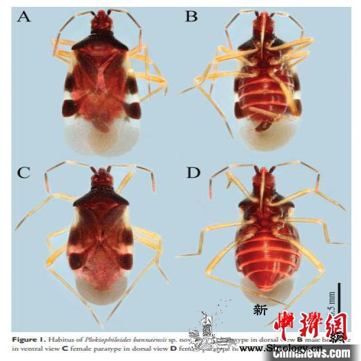 云南西双版纳发现中国昆虫新纪录科——_版纳-西双版纳-植物园-