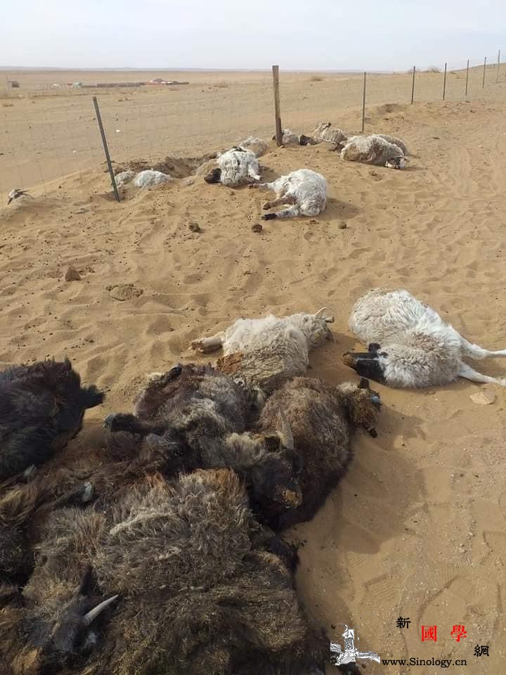 蒙古国特大沙尘暴遇难人数升至10人仍_牲畜-戈壁-沙尘暴-