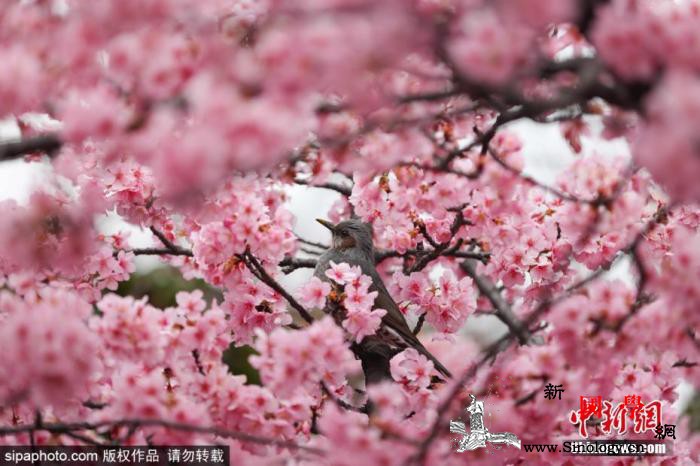 樱花陆续绽放日本多地创历史最早开花纪_樱花-日本-往年-