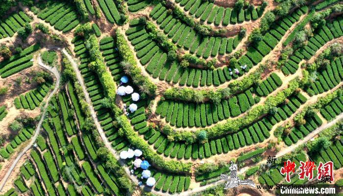 脱贫摘帽之后怎么干？不搞急刹车、也不_脱贫-帮扶-隆安县-