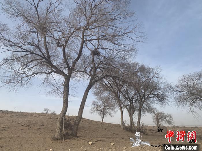 浑善达克沙地的春天：沙窝子里孕生机_沙地-正蓝旗-牧民-