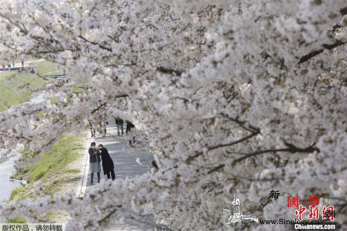 近百年来最早一次！温暖春日下首尔樱花_樱花-韩国-首尔-