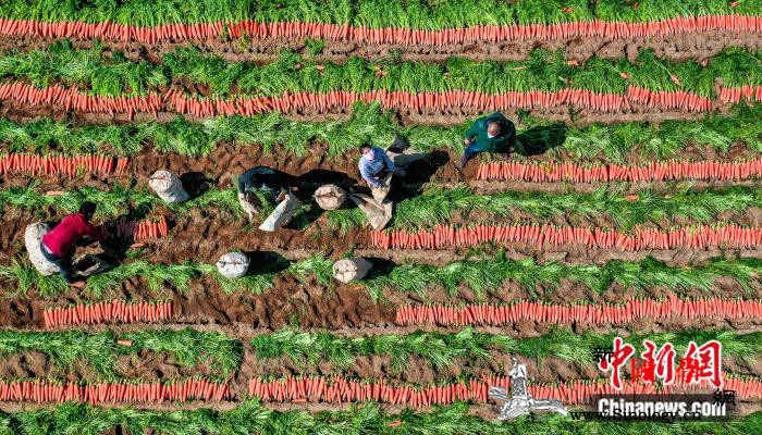 中国冬春季胡萝卜最大出口基地喜迎销售_厦门市-胡萝卜-冬春-