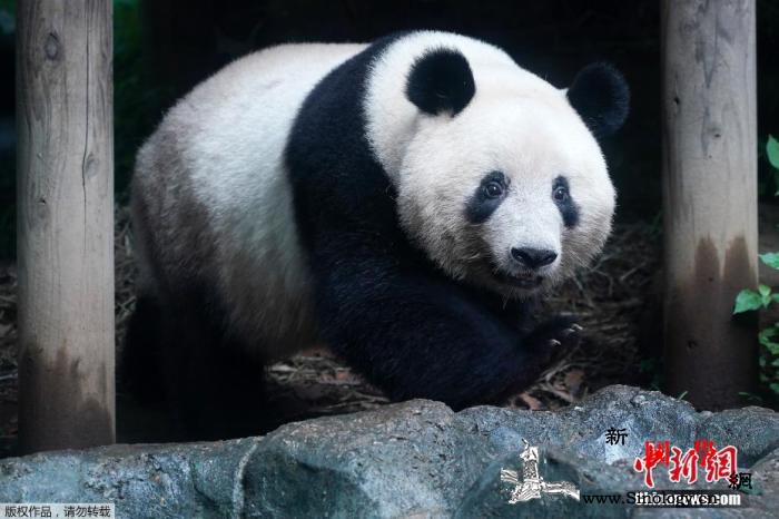 受疫情影响旅日大熊猫“香香”归还中国_雌性-归还-疫情-