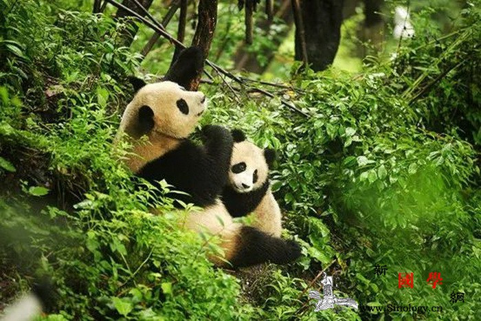 四川大熊猫栖息地：卧龙、四姑娘山和夹_卧龙-熊猫-金山-栖息-