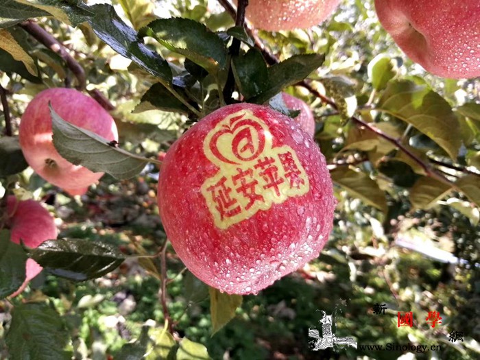 【在这里读懂初心使命—网络媒体革命老_延安市-柳林-延安-