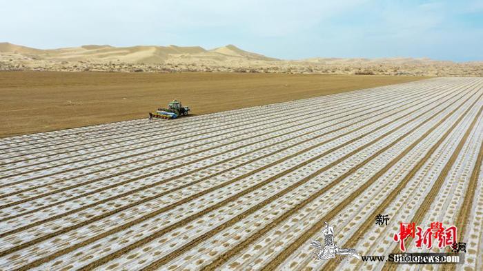新疆官方：新疆不仅在棉花产业没有“强_劳动就业-新疆维吾尔自治区-棉花-