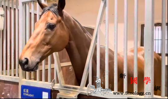 助力粤港澳大湾区建设广东从化马场开足_粤港-从化-马匹-