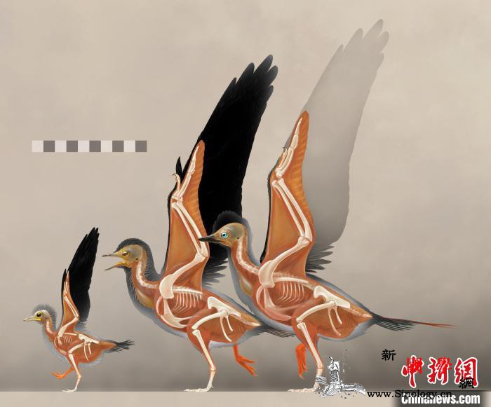 中国辽西发现1.2亿前古喙鸟幼体提供_鸟类-热河-演化-