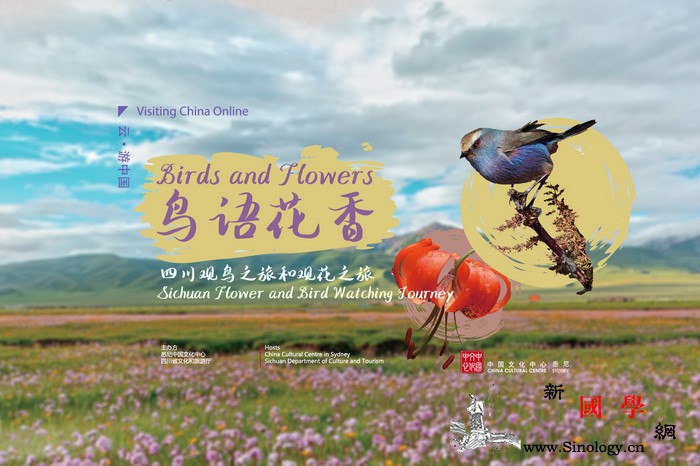 悉尼中国文化中心上线"鸟语花香"展迎_悉尼-甘孜藏族自治州-若尔盖-鸟类-