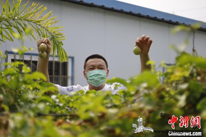 通讯：印尼中资电站里的“开心农场”_印尼-瓜果-图为-