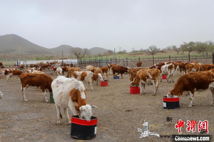内蒙古草原牧民的新“幸福密码”：人富_牧民-图为-刺绣-