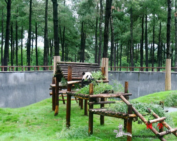 全国首个大熊猫落户的县级基地中国竹子_竹子-布鲁塞尔-紫竹-博览园-