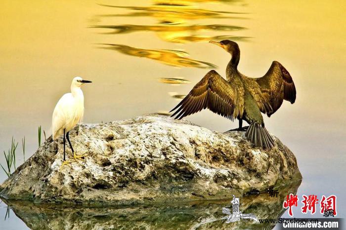 湖北郧西县栖息着150多种珍稀野生鸟_郧西县-郧西-鸟类-