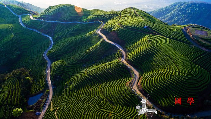 5.21国际茶日：走近福州茉莉花茶_茉莉花茶-福州-茶园-惠灵顿-