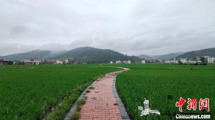 桂北小县城“袁”来稻花香种植户：我们_灌阳县-灌阳-桂林市-