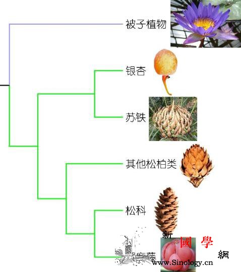 1.26亿年前化石揭秘花朵起源之谜助_达尔文-被子植物-白垩-