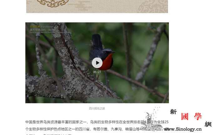 四川观花观鸟之旅-;-;观鸟篇_留鸟-灌丛-鸟类-昆虫-