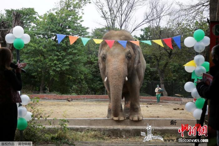 欧洲杯在即德国动物园大象将预测德法大_欧洲杯-巴基斯坦-伊斯兰堡-