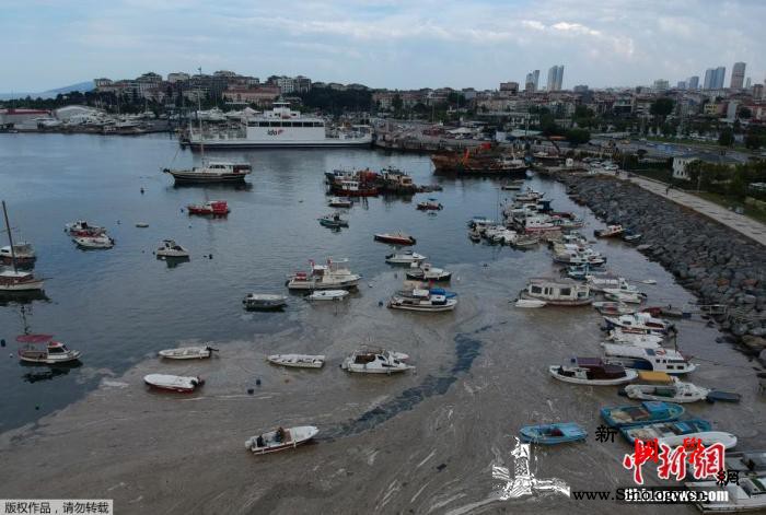 “海鼻涕”肆虐土耳其海岸海洋生物无法_伊斯坦布尔-土耳其-巴里-