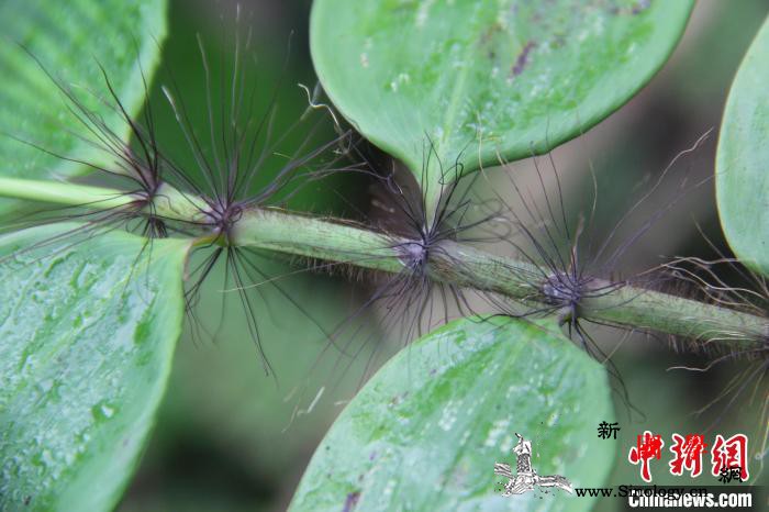 广西边境发现竹类植物新种“中越悬竹”_喀斯特-崇左-石灰岩-