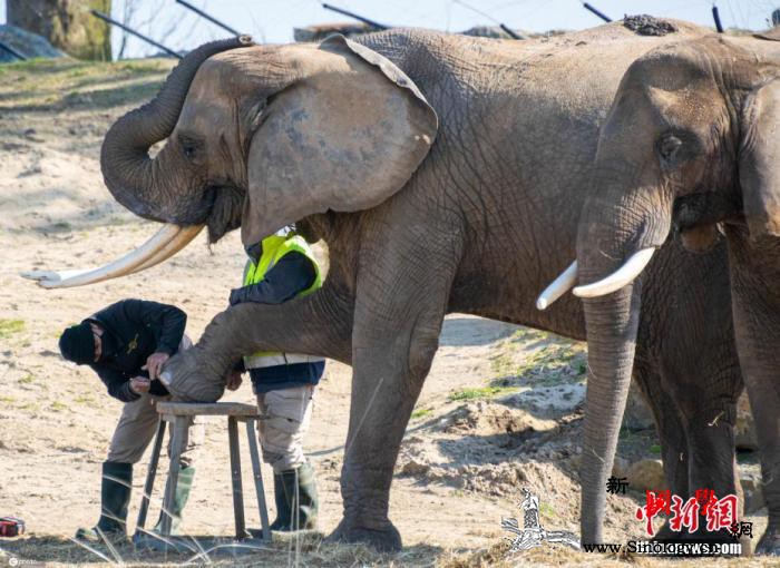 印度母獅感染新冠死亡后28頭大象接_印度-泰米爾-動(dòng)物園-