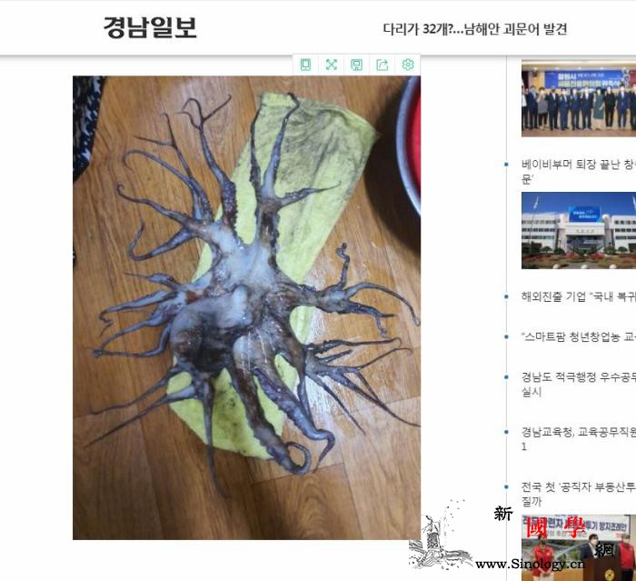韩国渔民发现32条腿章鱼“有生以来_韩国-渔民-章鱼-