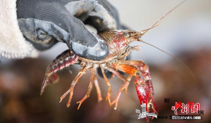 严重影响生态日本讨论将小龙虾定为“特_日本-共同社-指定-
