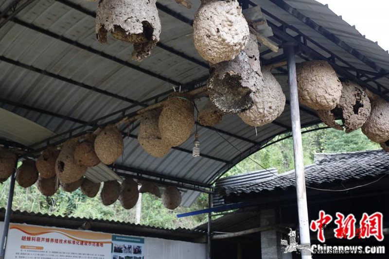小胡蜂大作用控虫致富促多赢_胡蜂-蜂群-蜂巢-