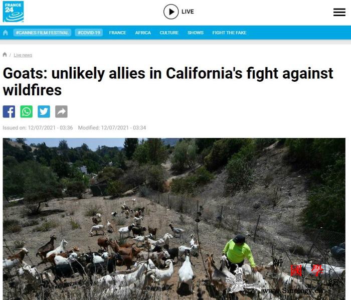 吃草防火？为应对森林野火美加州“请来_野火-植被-山羊-