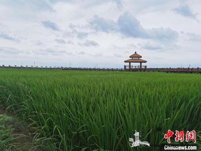 用“蓝绿底色”绘生态画卷天津绿色生态_蓝绿-天津-湿地-