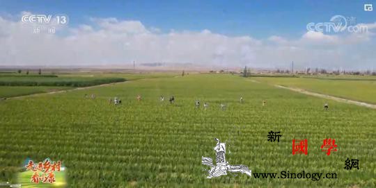 宁夏盐池黄花遍地开打造黄花菜产业链条_黄花-盐池-黄花菜-