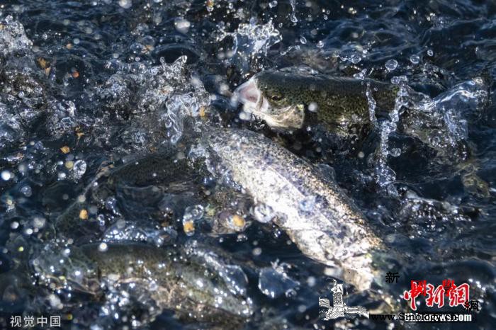热浪肆虐水温太高美国西部河流中鲑鱼遭_洄游-加州-产卵-