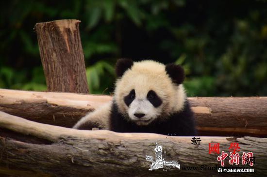 莫斯科动物园为旅俄大熊猫庆生生日礼物_丁丁-莫斯科-动物园-