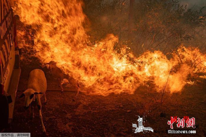 地中海地区热浪袭击野火狂烧专家称未来_雅典-土耳其-希腊-