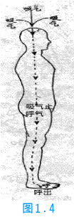 培元功_腹内-呼气-丹田-肛门-