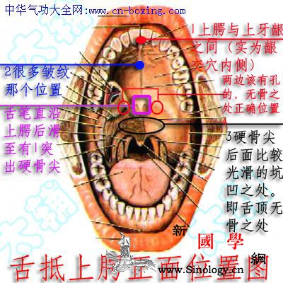 舌抵上颚的正确位置_上颚-石泉-天池-齿龈- ()