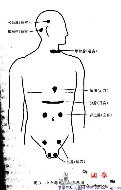 鹿功鹤功龟功_雄鹿-腺体-精气-前列腺- ()