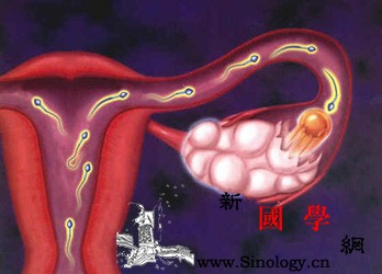 详解卵子的受精过程_输卵管-卵子-受精-受孕-两性知识