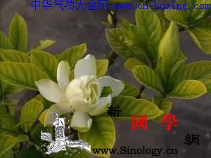 栀子花根_黄疸-栀子-肾炎-栀子花-