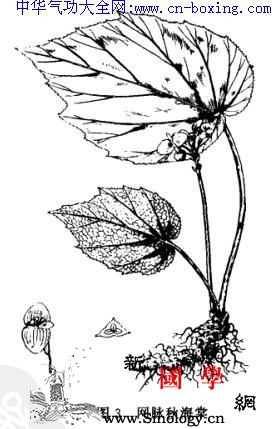 一点血_根状茎-音名-雌花-须根-