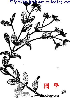 一把香_音名-生境-瑞香-狗头-