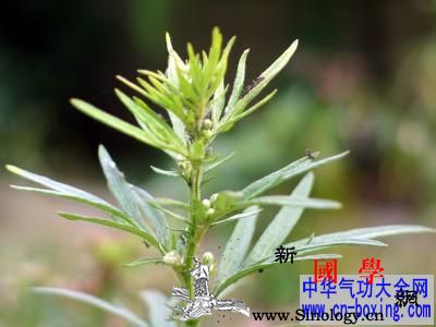 菊花茶可以抵抗电脑辐射吗_艾蒿-柠檬茶-菊花茶-抵抗-