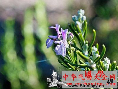 女人要养颜喝什么花茶最好_花茶-养颜-冲泡-薄荷-